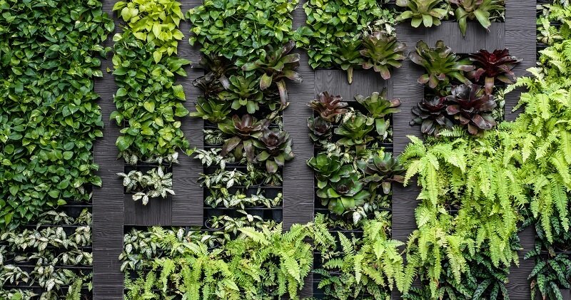 Green or living walls are just one way to add biophilic elements into an office